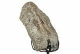 Fossil Sauropod Vertebra Section with Metal Stand - Colorado #339933-2